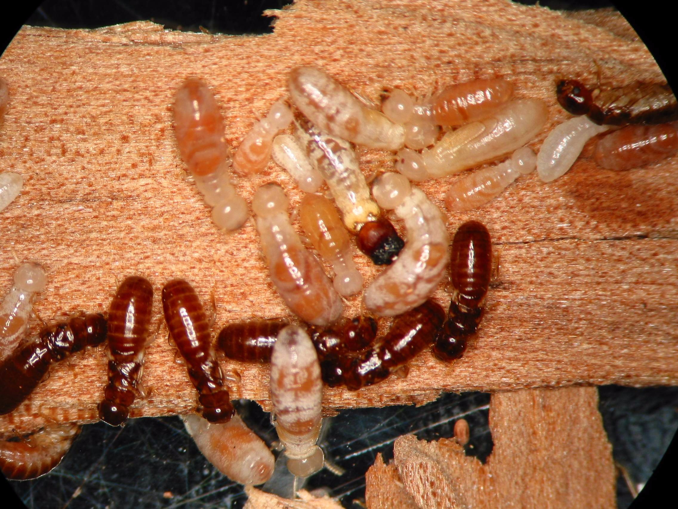 Control de termitas